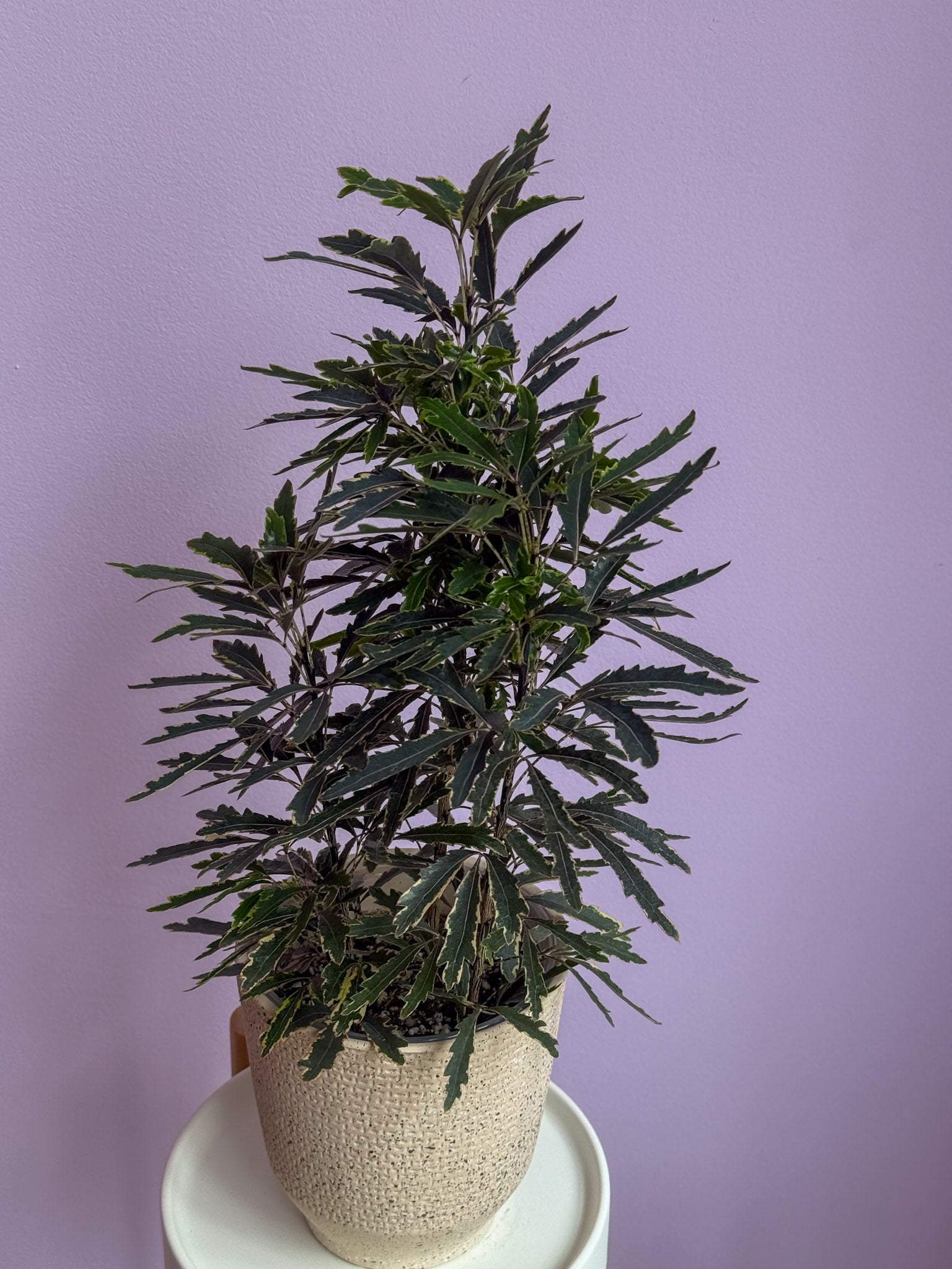 Dizygotheca Elegantissima