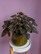 Peperomia Caperata Silver