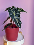 Alocasia Polly