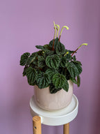Peperomia Caperata Green