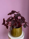 Peperomia Caperata Red