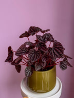 Peperomia Caperata Red