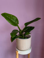 Philodendron Imperial Green
