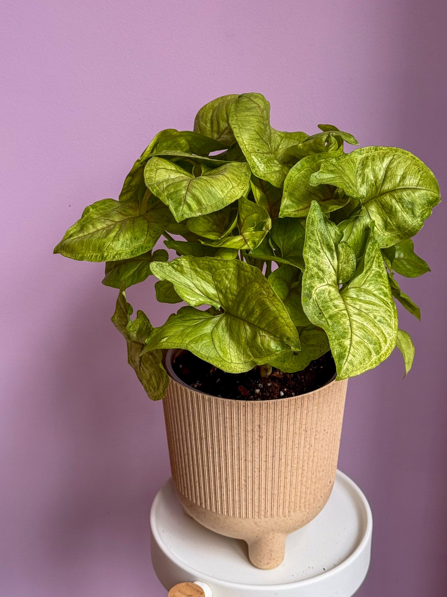 Syngonium