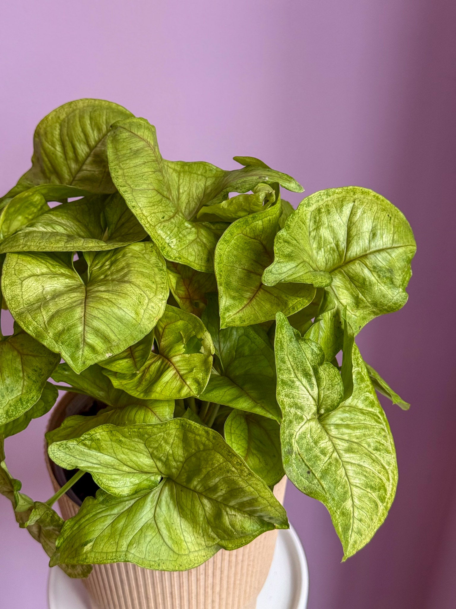 Syngonium