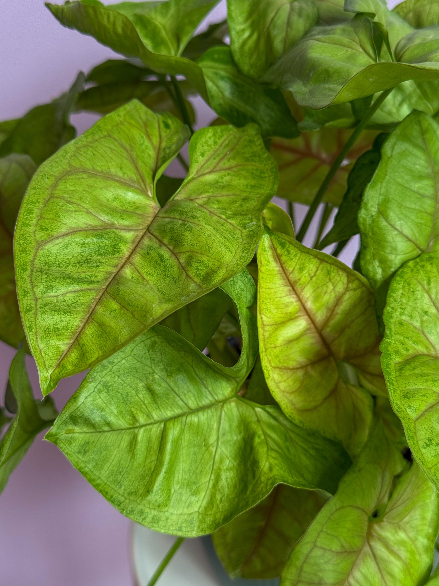 Syngonium