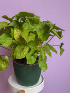 Syngonium
