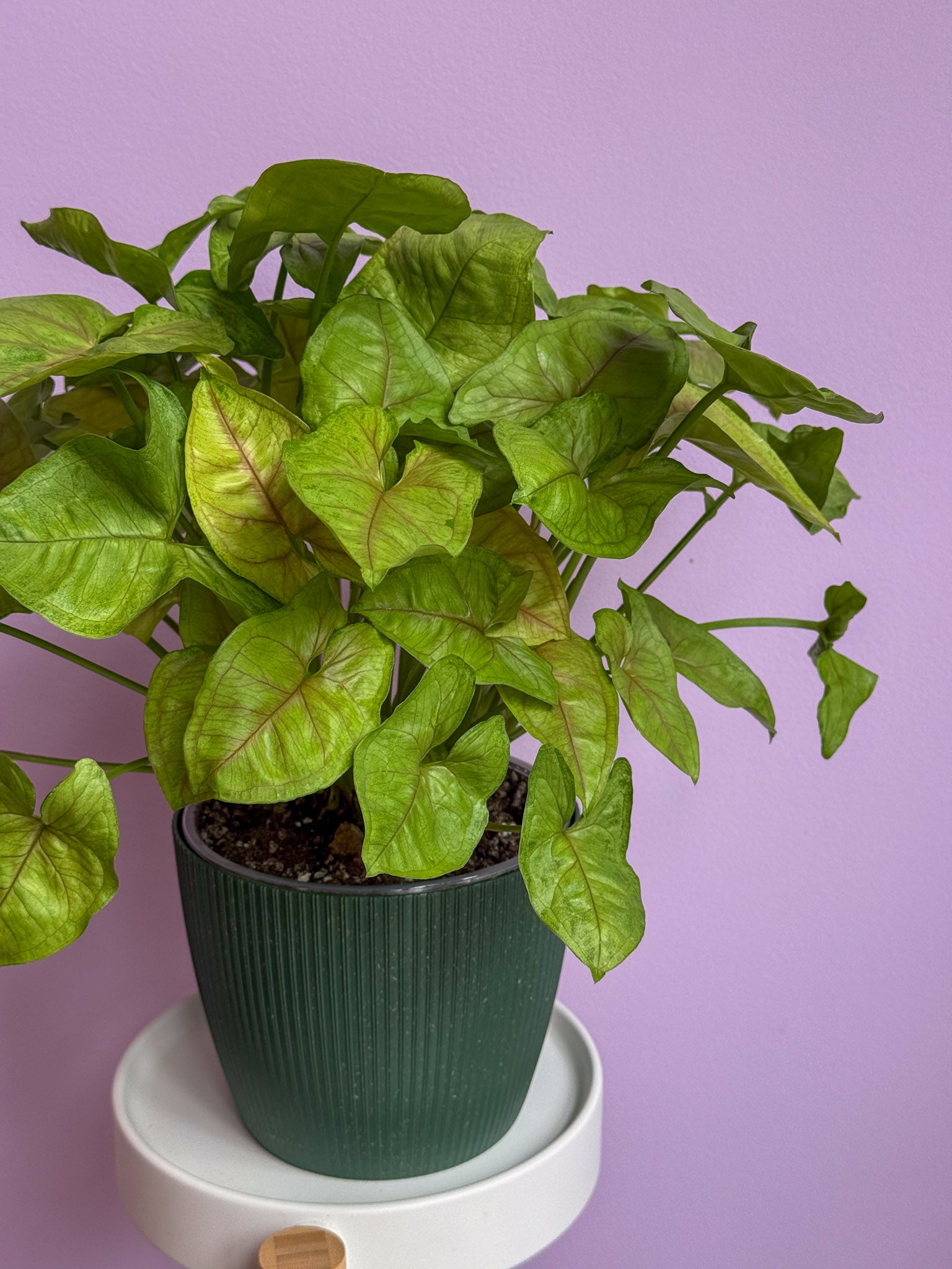 Syngonium
