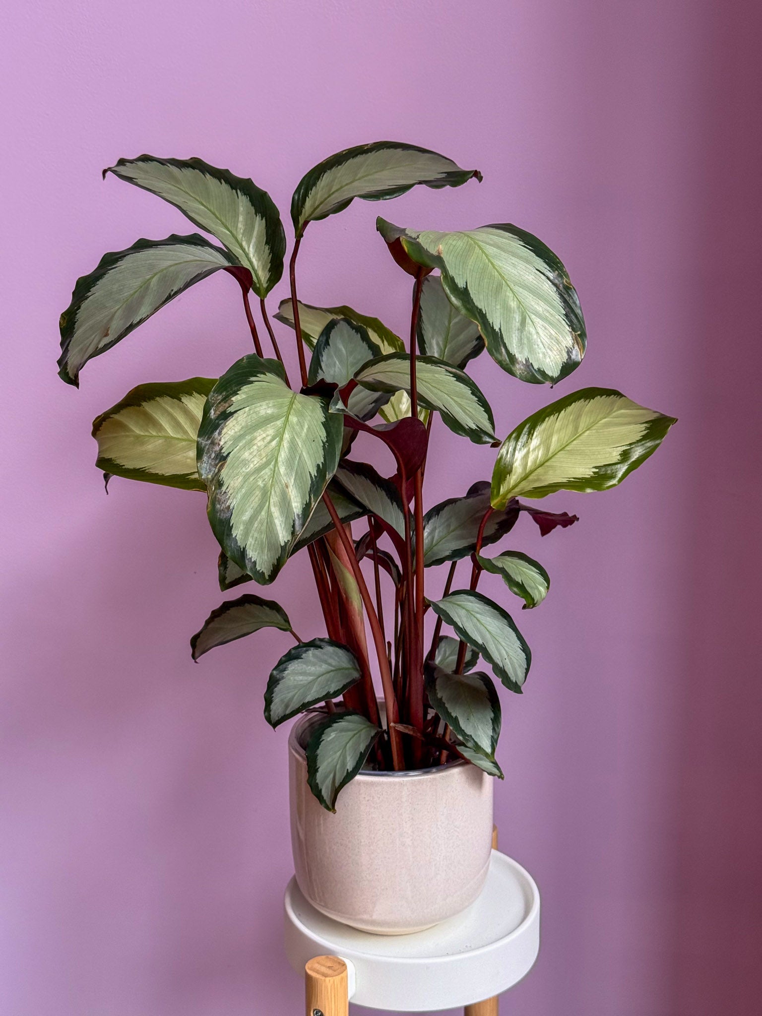 Calathea Roseopicta