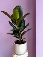 Ficus Elastica Robusta