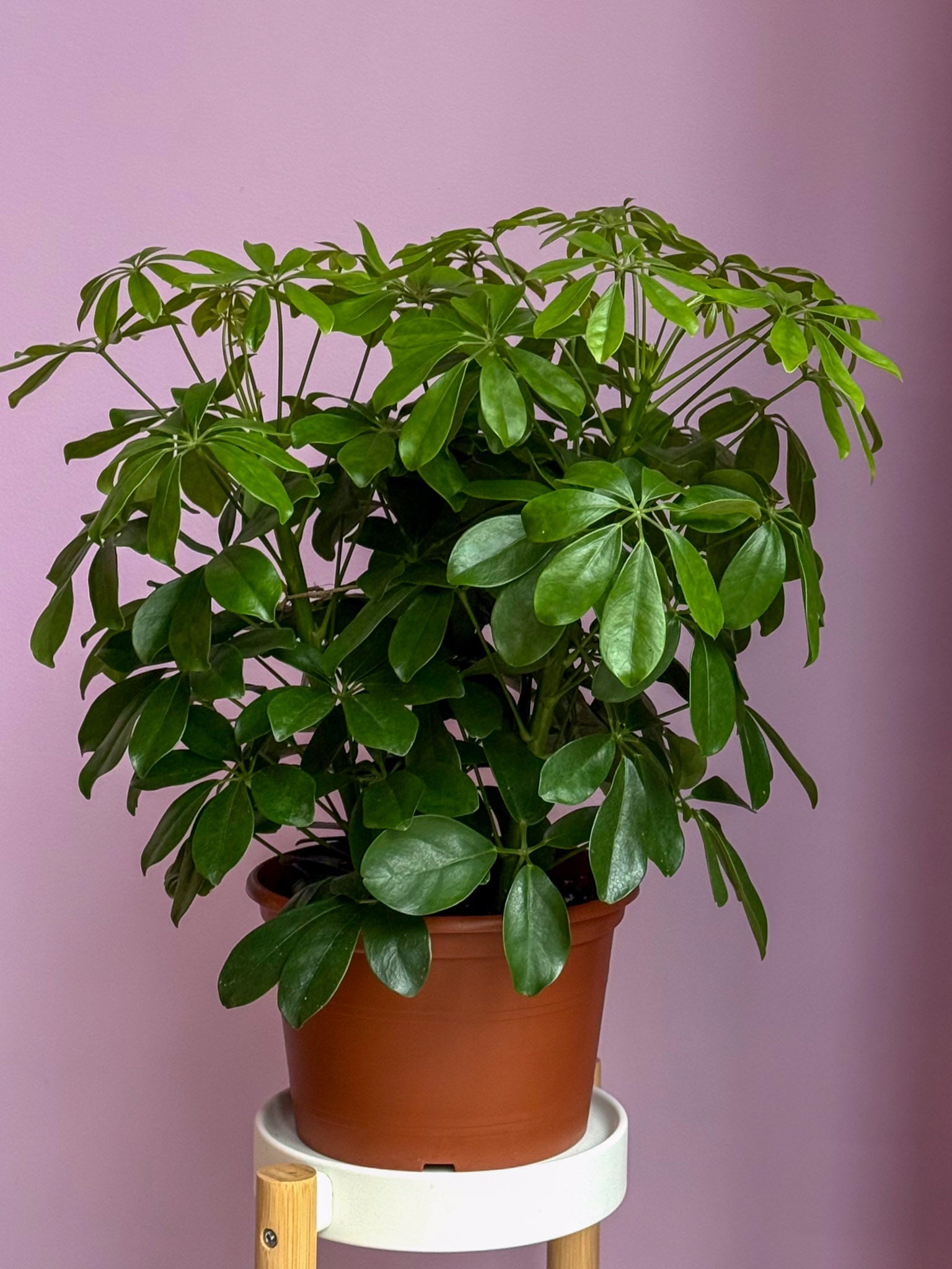 Schefflera