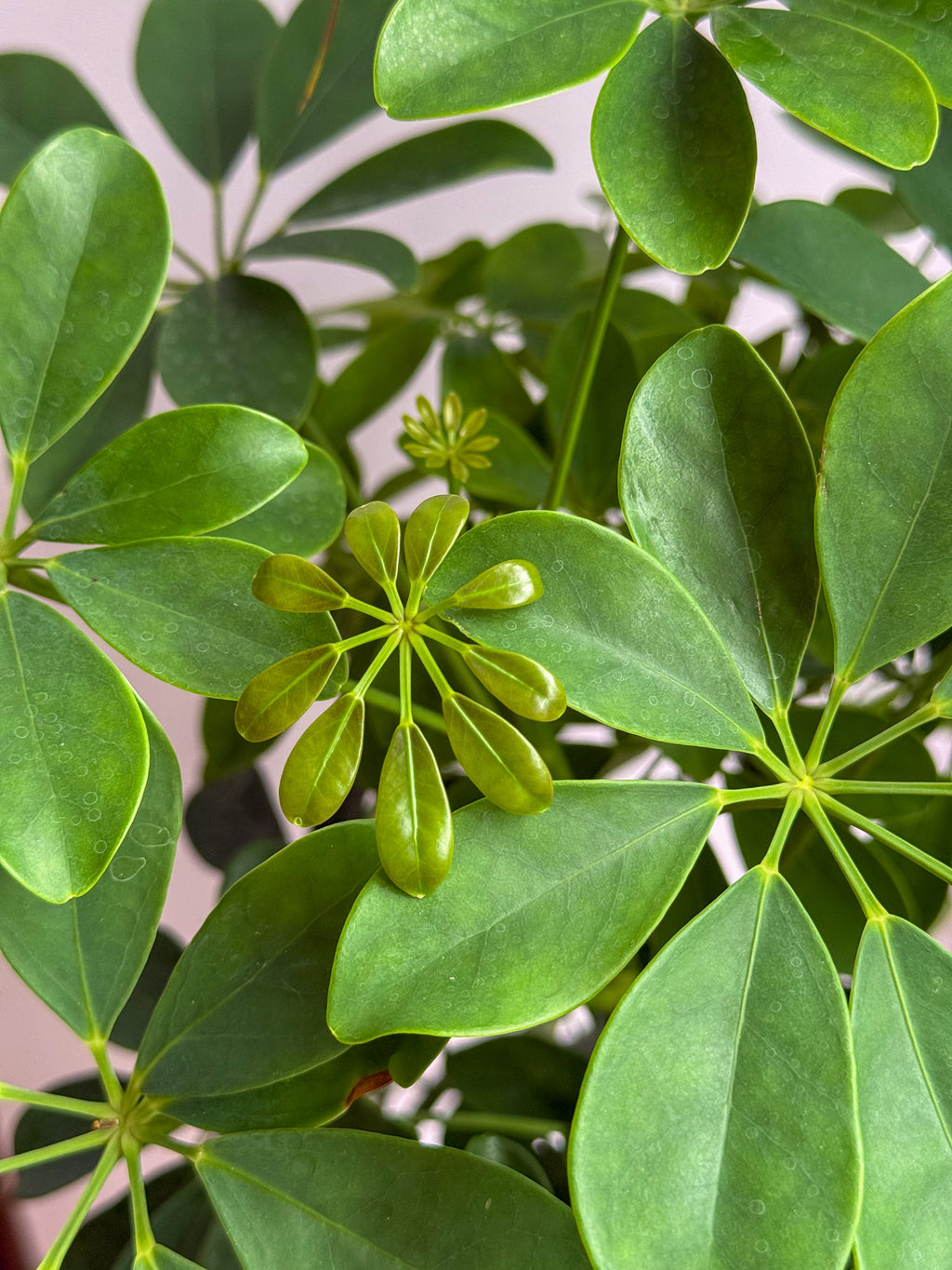 Schefflera