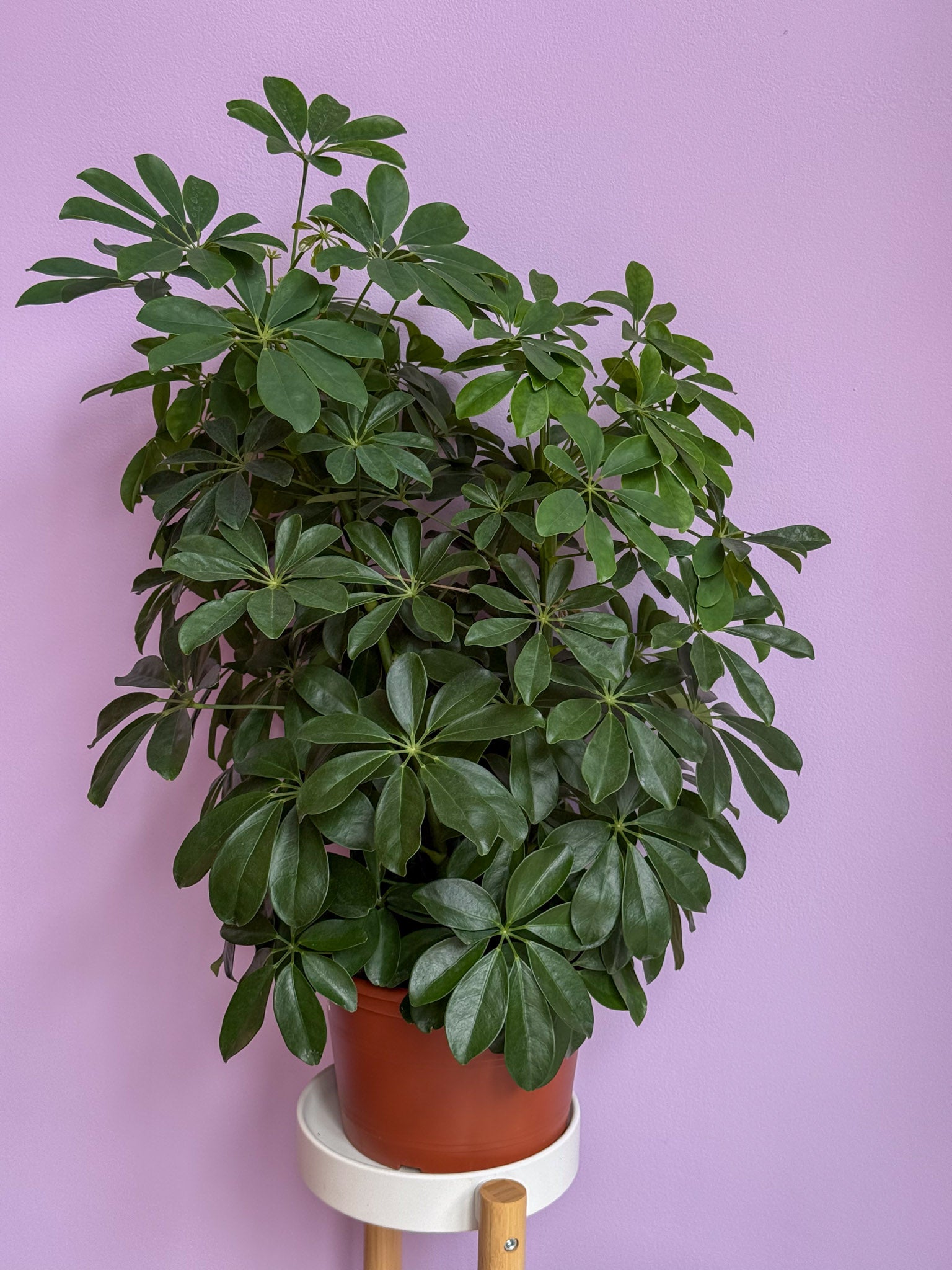 Schefflera