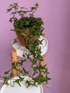 Hedera