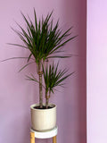 Dracaena Marginata