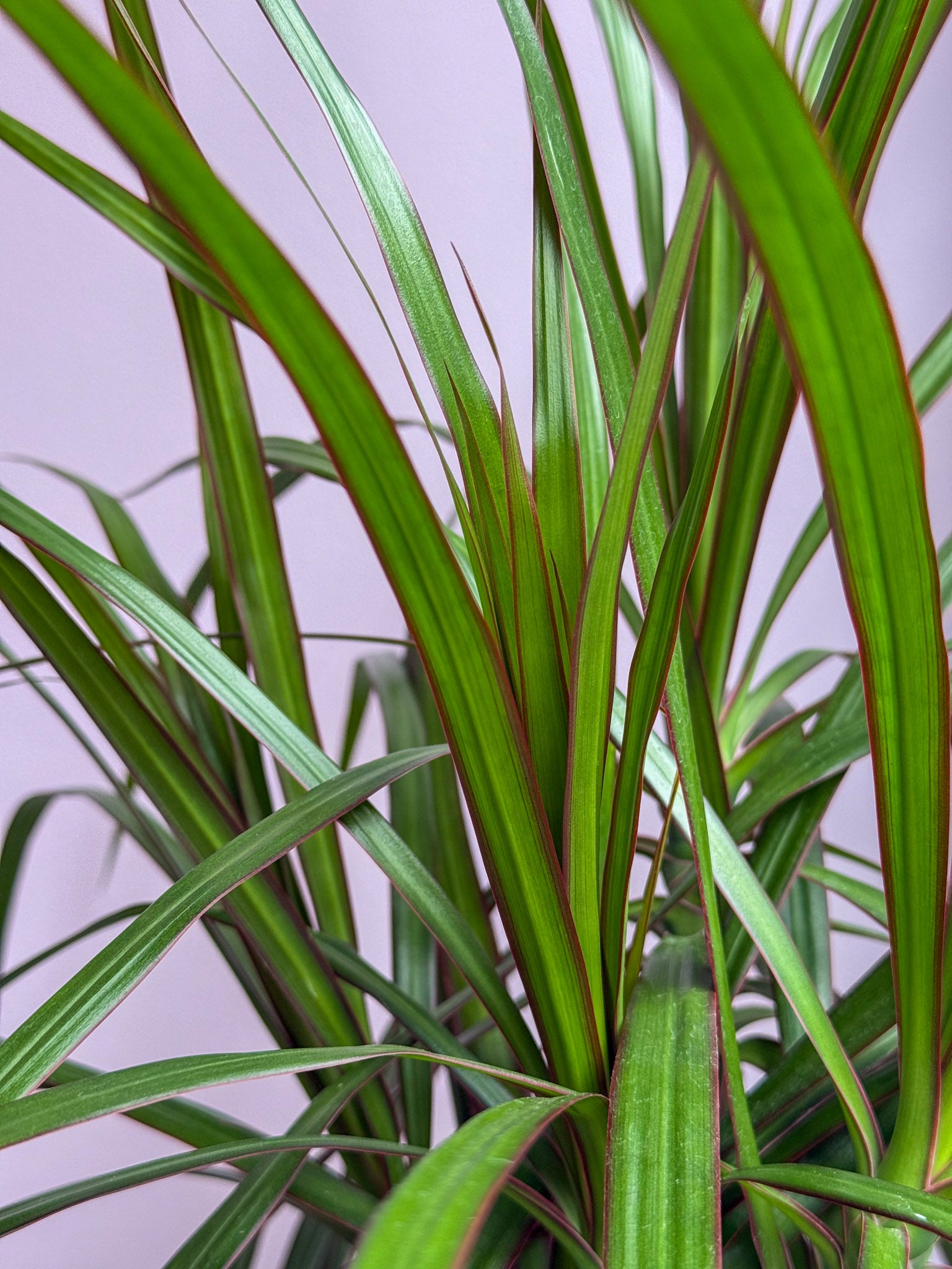 Dracaena Marginata