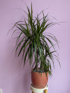 Dracaena Marginata