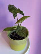 Syngonium Mojito