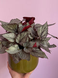 Begonia