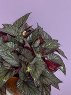 Begonia