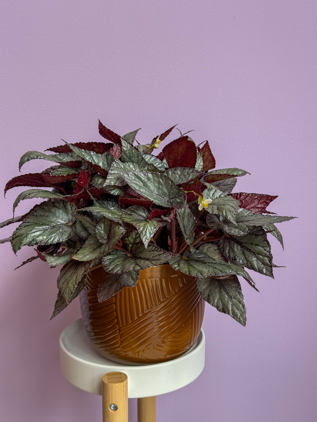 Begonia