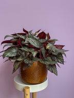 Begonia