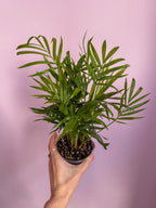 Chamaedorea Elegans