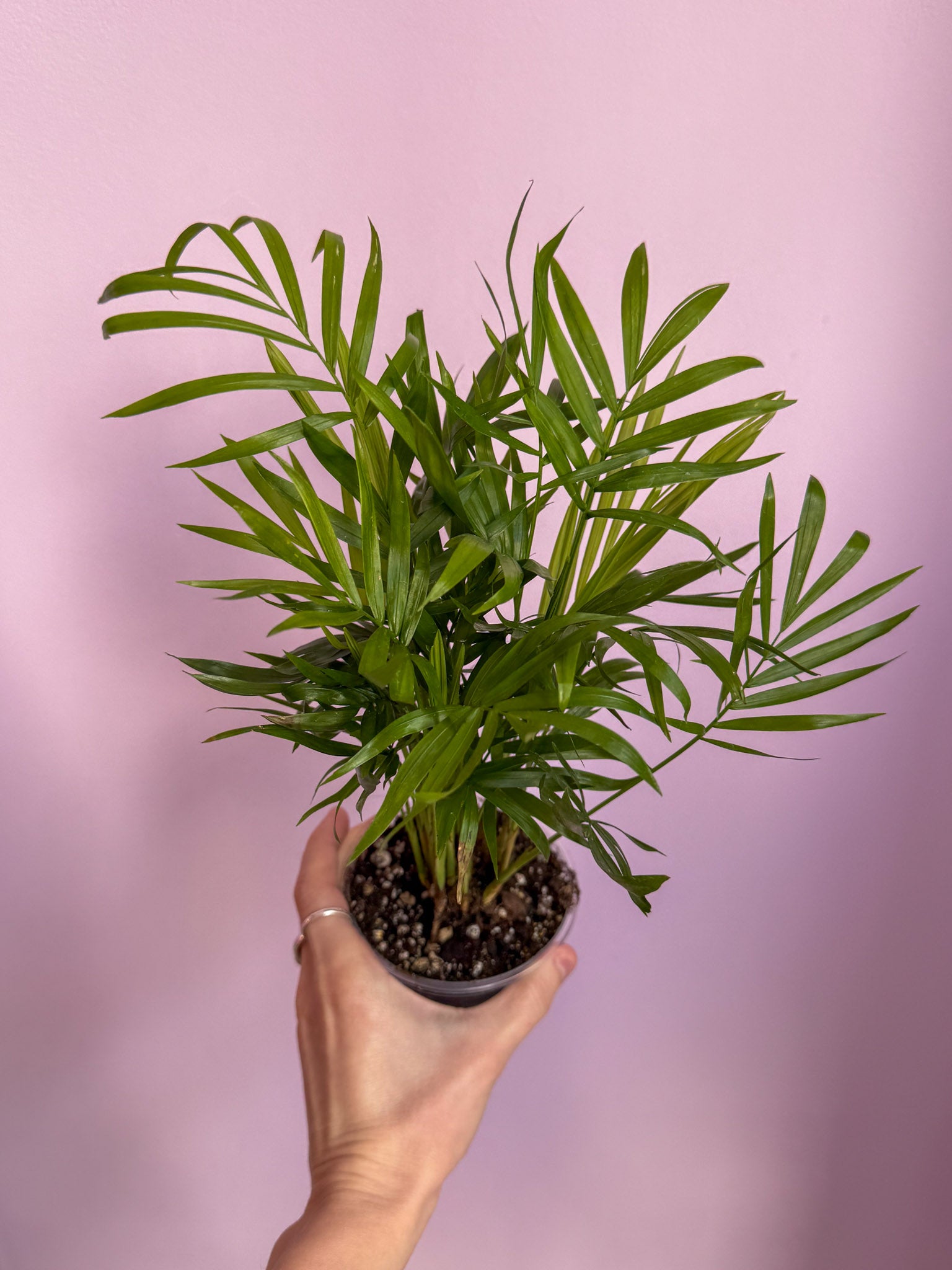Chamaedorea Elegans