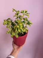 Schefflera