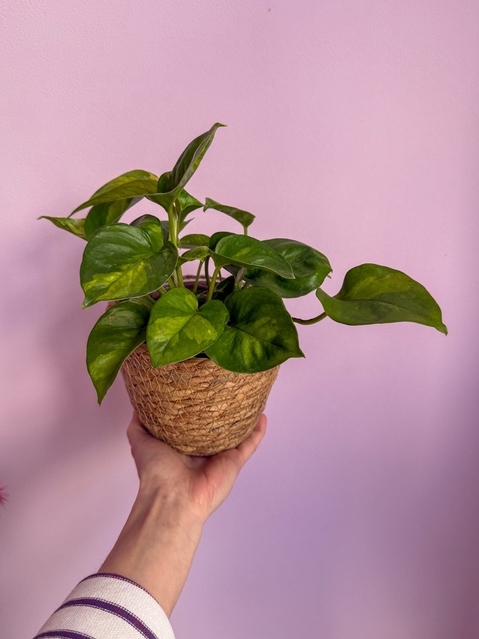 Epipremnum Global Green