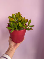 Crassula