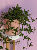 Hedera