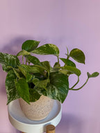 Epipremnum Marble Queen