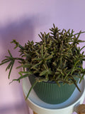 Rhipsalis