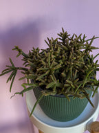 Rhipsalis