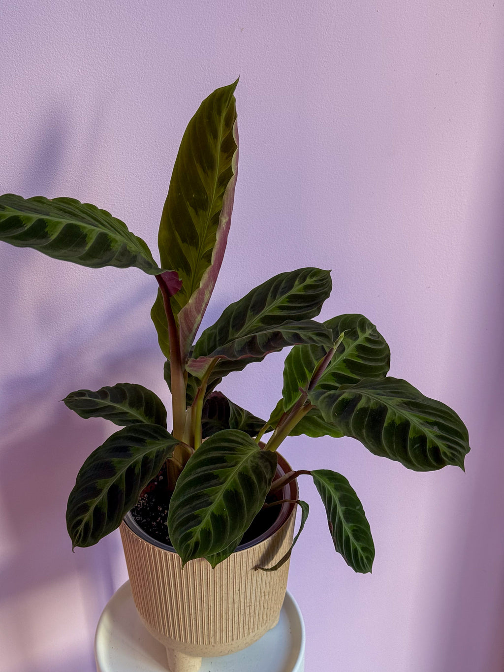 Calathea Warszewiczii