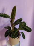Calathea Warszewiczii