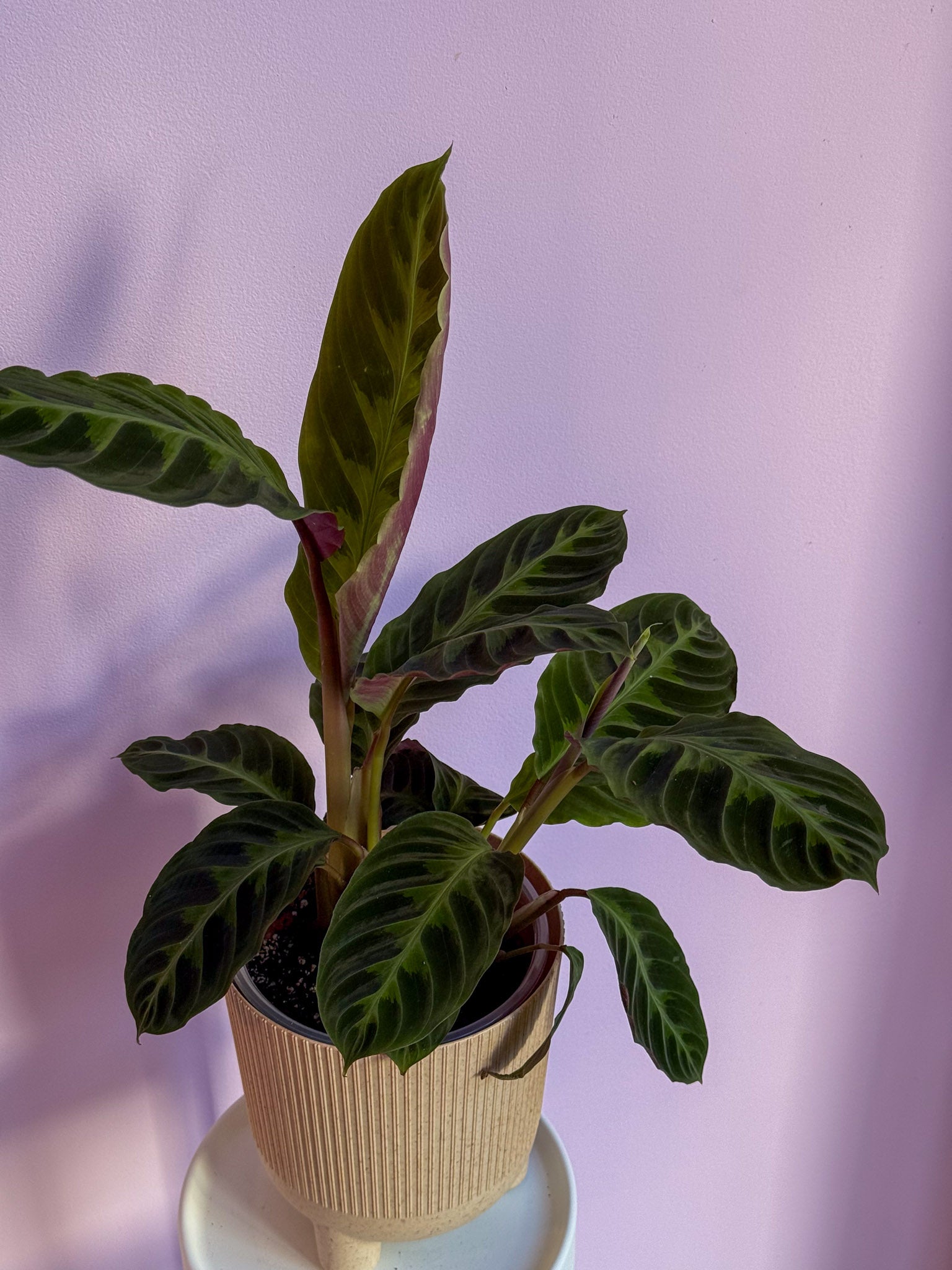 Calathea Warszewiczii