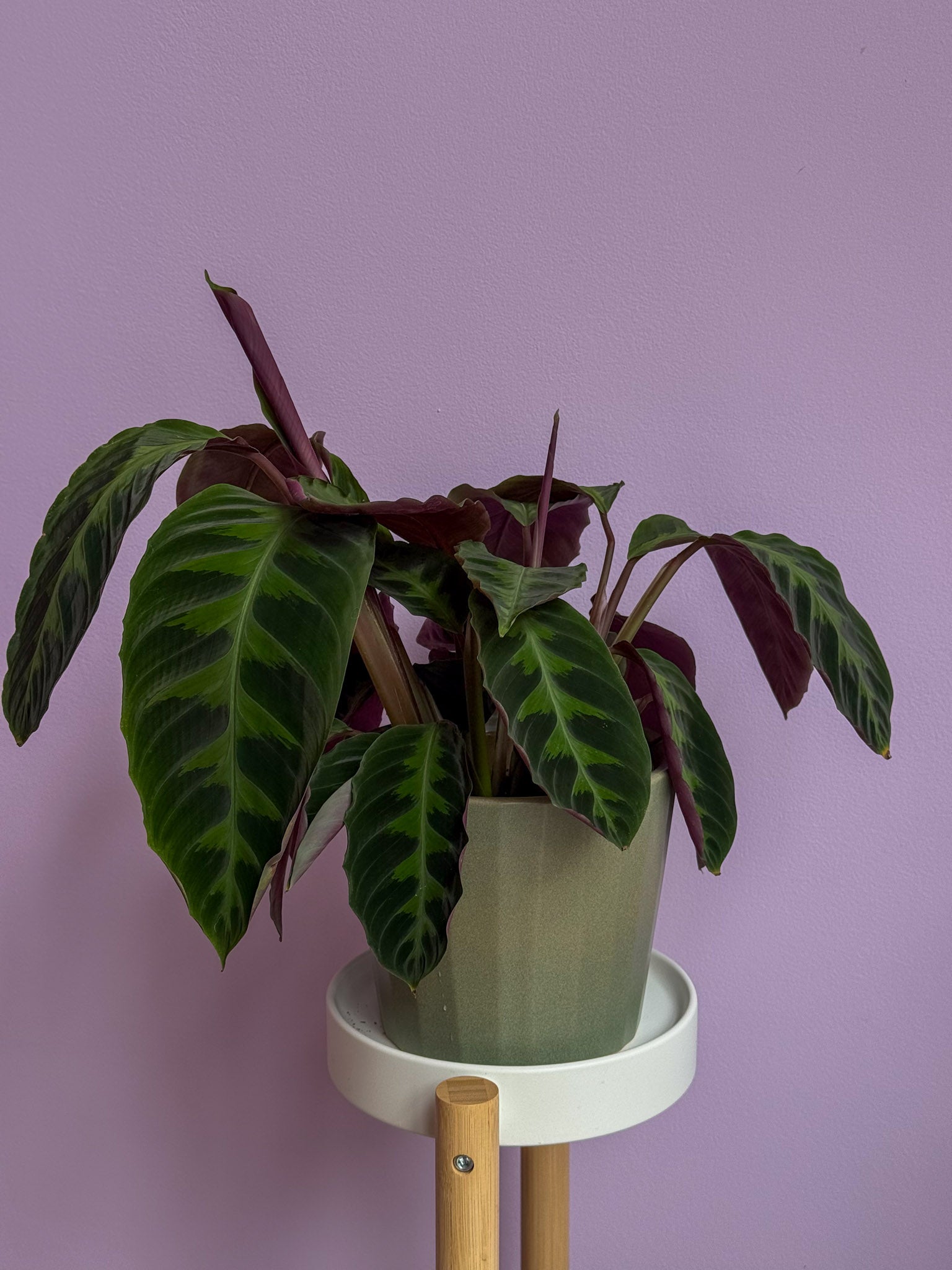 Calathea Warszewiczii