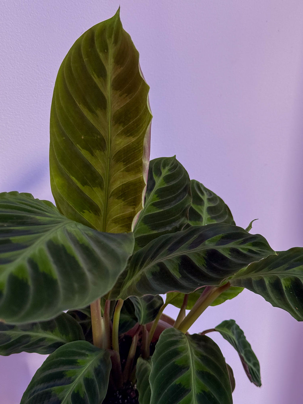 Calathea Warszewiczii