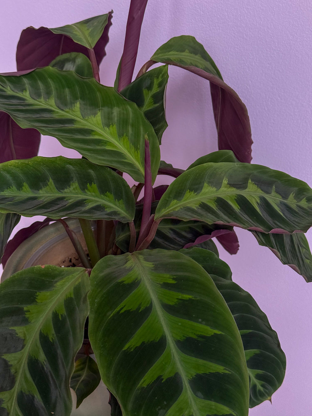 Calathea Warszewiczii