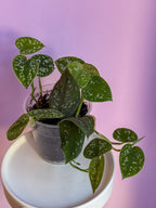 Scindapsus Pictus