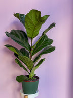 Ficus Lyrata