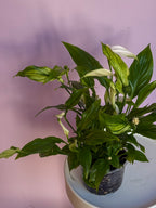 Spathiphyllum