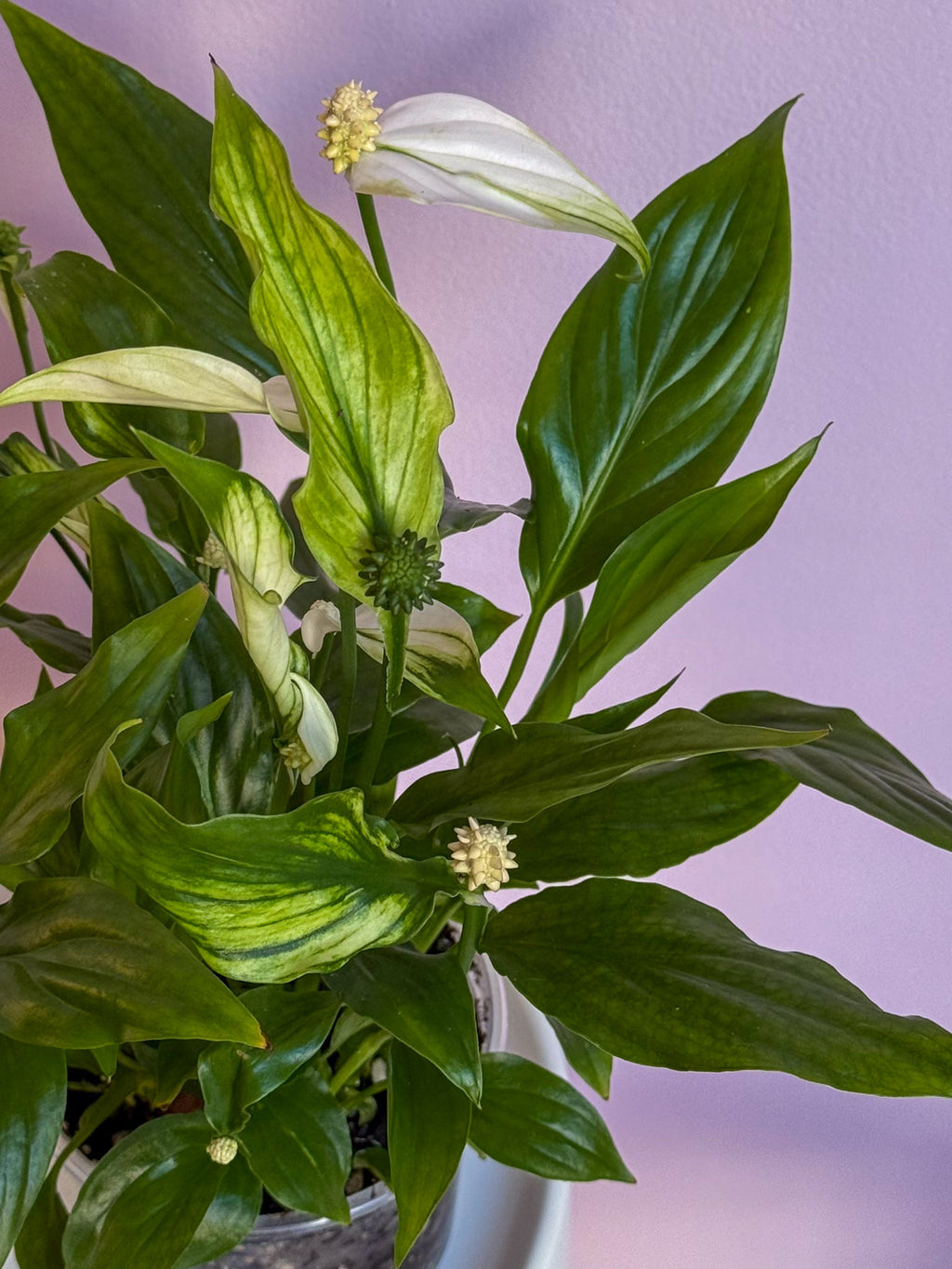 Spathiphyllum