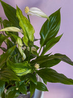Spathiphyllum