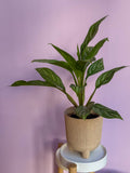 Aglaonema Silver Queen