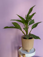 Aglaonema Silver Queen