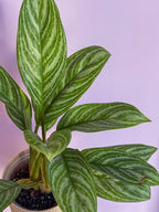 Aglaonema Silver Queen
