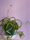 Chlorophytum